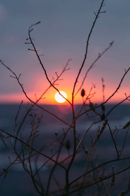 Free Captivating sunset view with silhouette of bare branches against a colorful sky in Ordu, Turkey. Stock Photo