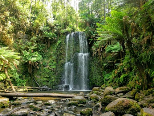 Fotos de stock gratuitas de arboles, bosque, cascada