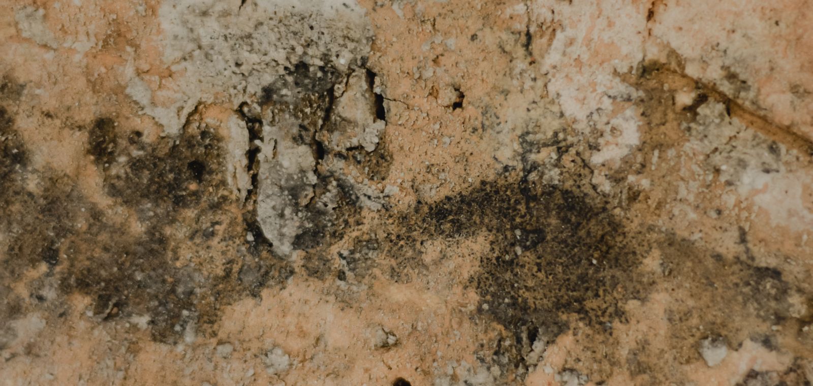 Close-up of a surface with mold growth