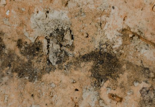 Close-up of a surface with mold growth