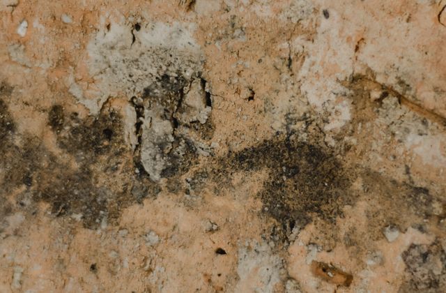 Close-up of a surface with mold growth