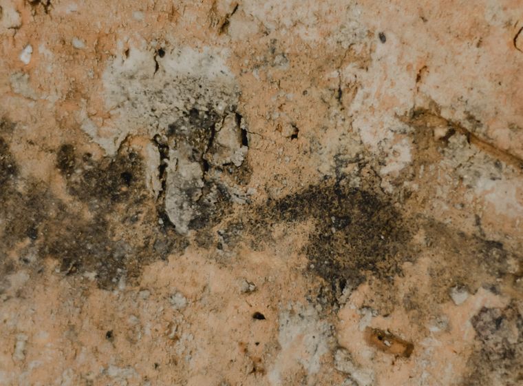 Close-up of a surface with mold growth