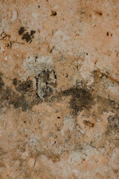 Close-up of mold growth from humidity