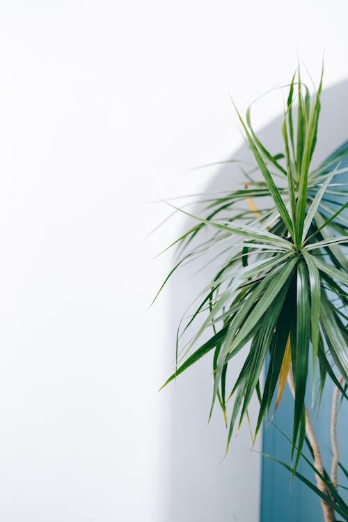 Free Green Plants on White Surface  Stock Photo