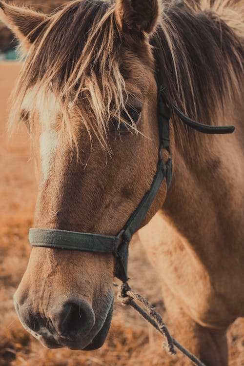 Brown Horse in Close Up Photography