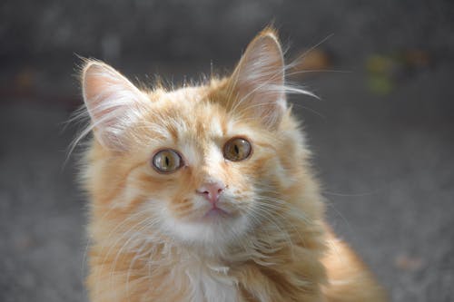 Selective Focus Photo of a Cute Orange Cat Looking at the Camera