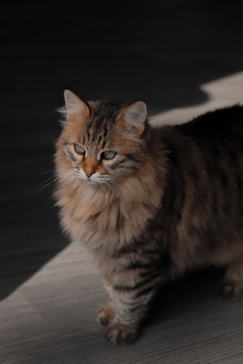 Free Close-up of a stunning Siberian cat with fluffy fur, captured in warm natural light. Stock Photo