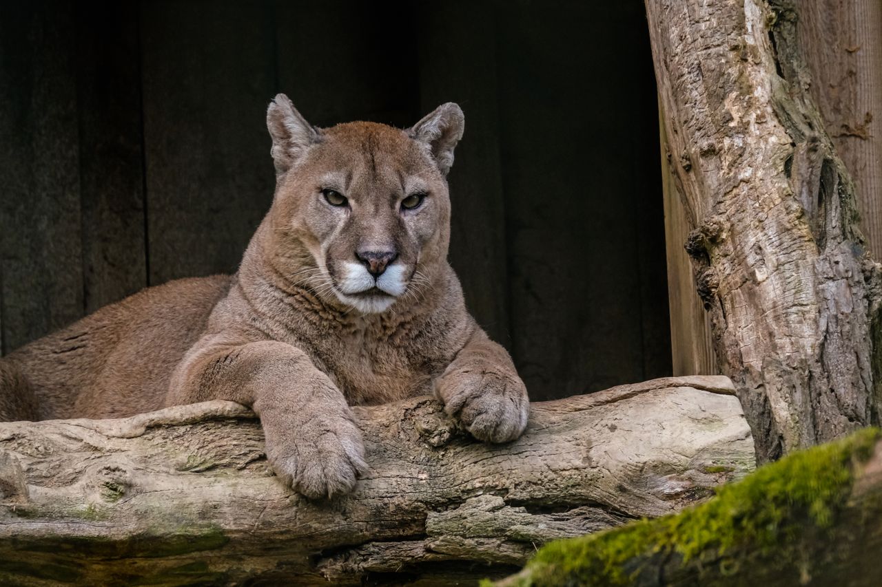 close up of a majestic cougar resting on a log in its natural habitat