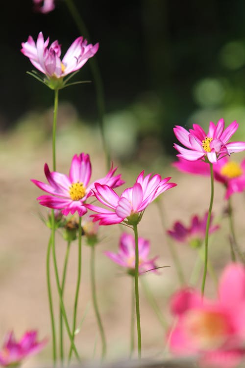 Foto profissional grátis de broto, close-up, flora