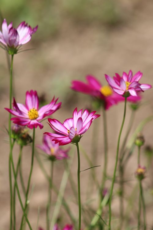 Free Lively pink Cosmos flowers captured in a detailed close-up shot, showcasing their vibrant petals. Stock Photo