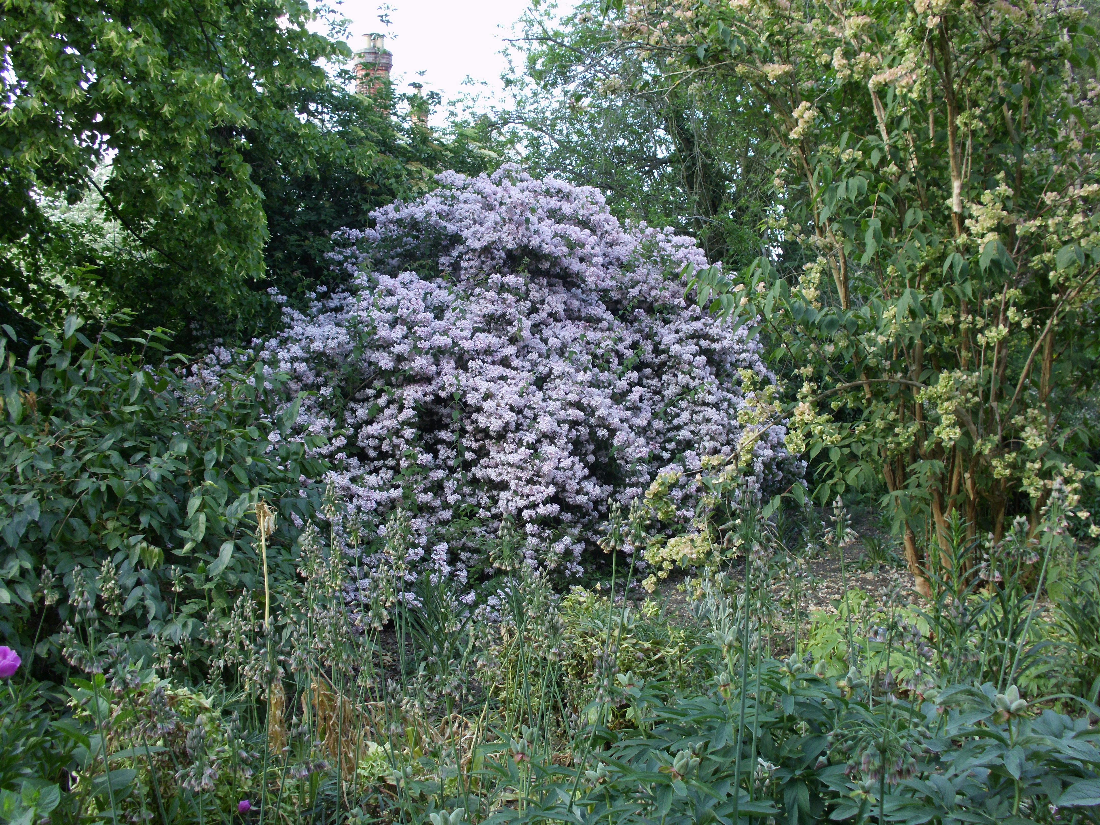Free stock photo of Cambridge University Botanic Garden, Small tree with white flowers