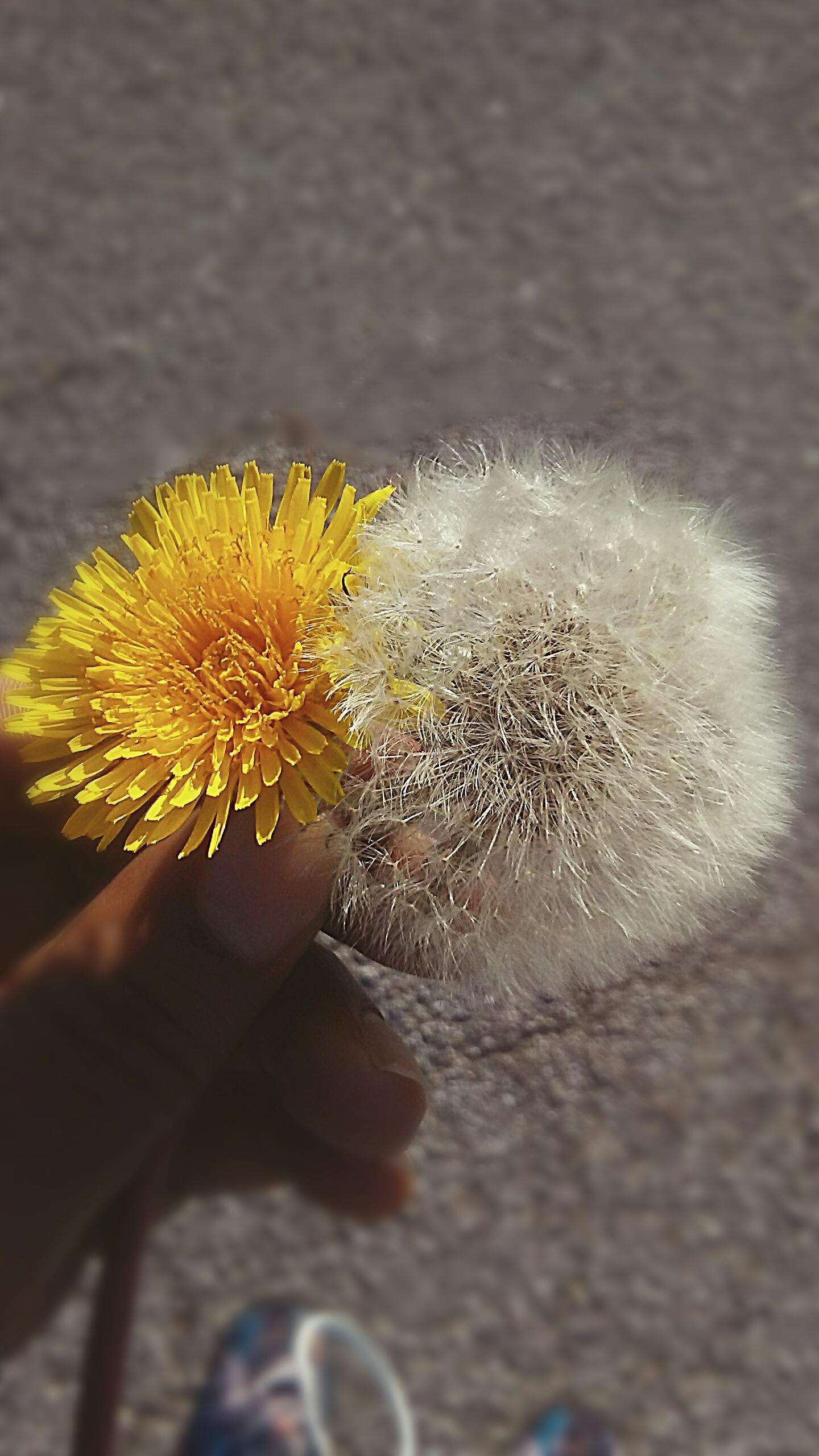 Free stock photo of white puffy dandelions