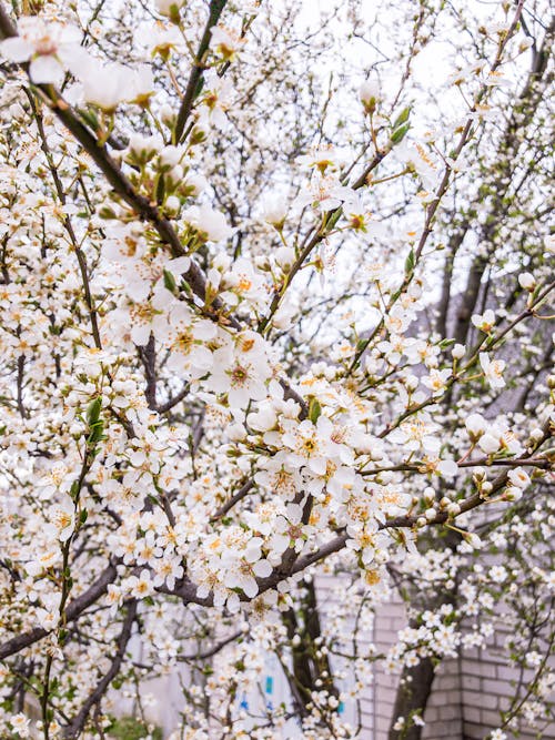 Free Photo of a Tree with White Cherry Blossoms Stock Photo
