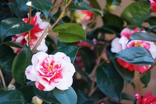 Free Selective Focus Photo of White and Pink Roses Stock Photo