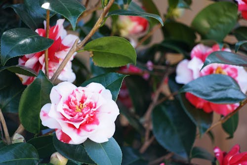 Selective Focus Photo of White and Pink Roses