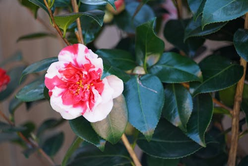 Close-Up Photo of a White and Pink Rose in Bloom