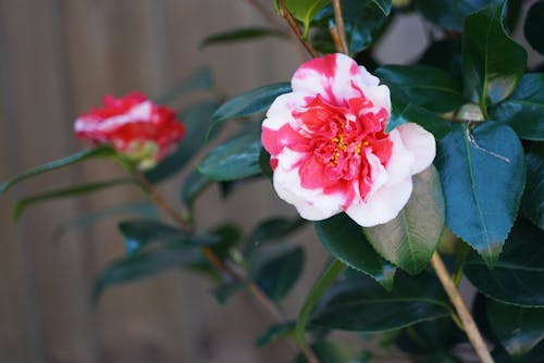 Selective Focus Photo of a White and Pink Rose Flower in Bloom