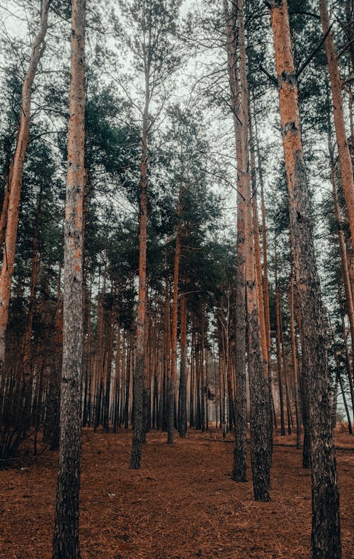 Immagine gratuita di alberi, ambiente, boschi