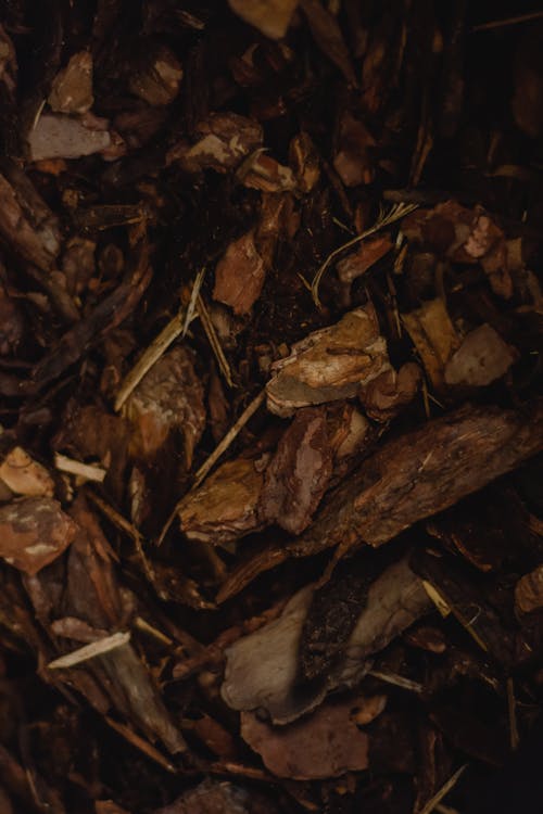 Free Wood Chips on the Ground Stock Photo