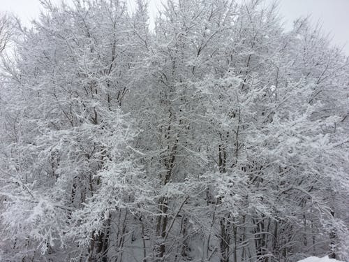 Free stock photo of cold, forest, snow Stock Photo