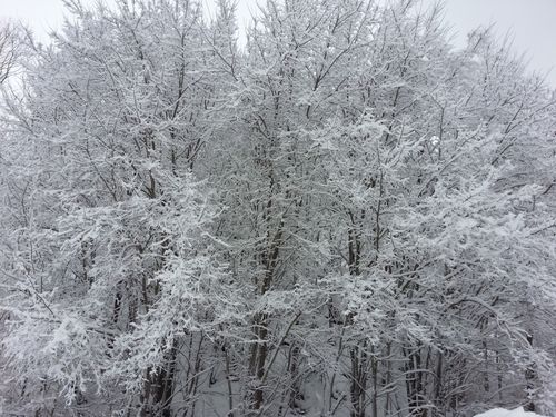 Free stock photo of cold, forest, snow Stock Photo