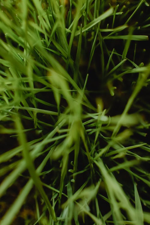 Бесплатное стоковое фото с вертикальный выстрел, весна, зеленый
