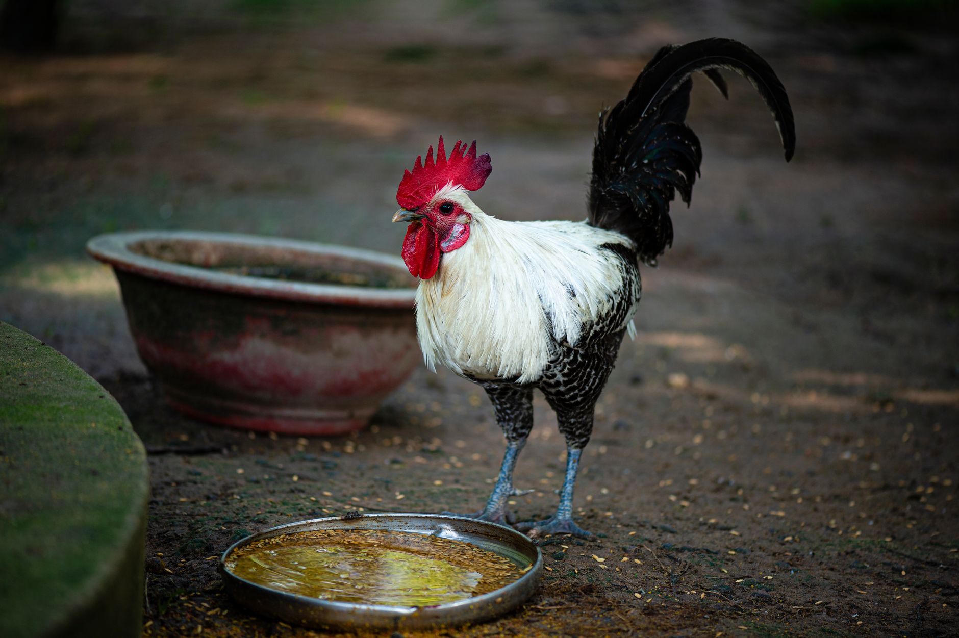 A traditional Vietnamese rooster standing in a quiet rural yard beside a wooden coop at sunrise