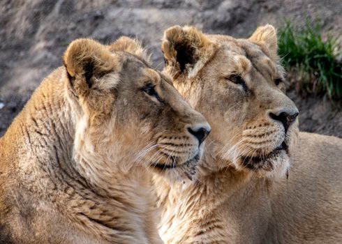Intimate close-up shot of two lionesses showcasing their majestic features in natural habitat.
