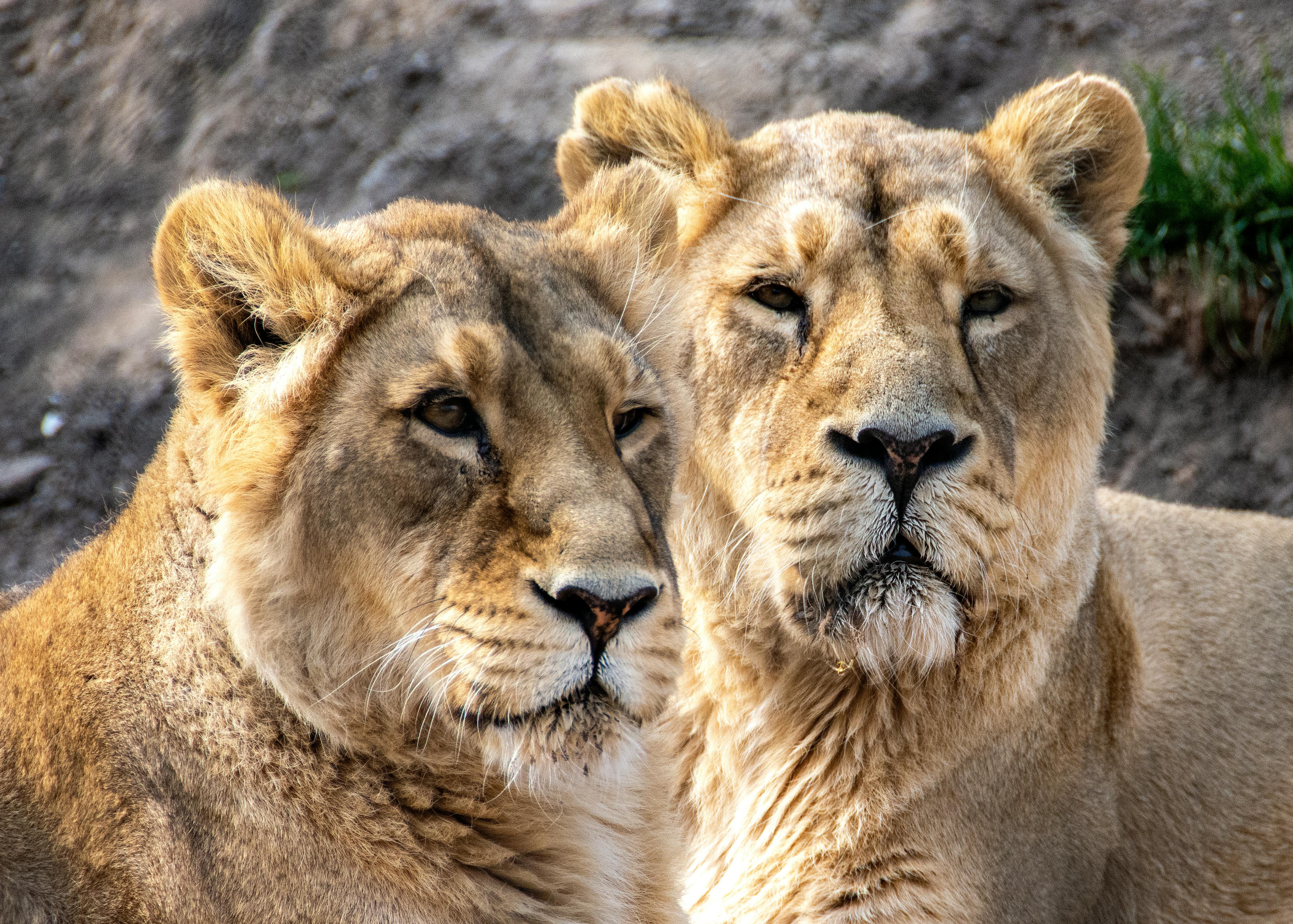 Happy senior couple walking hand in hand through a sunlit park, smiling warmly