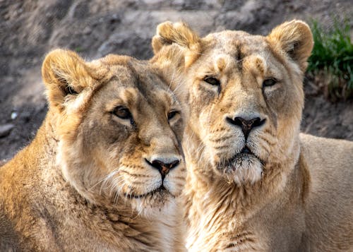 Free Lionesses in Close Up Shot Stock Photo