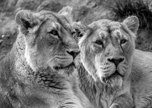 A stunning black and white close-up of two lionesses showcasing their majestic features.