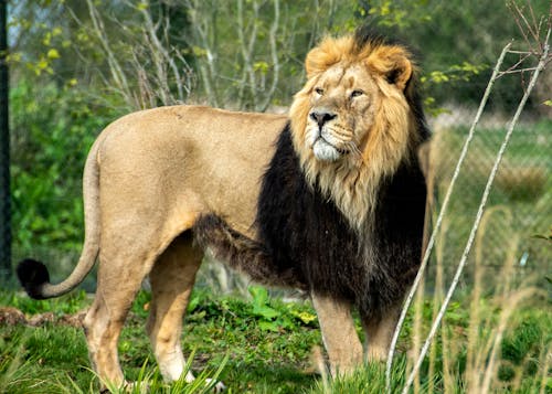 Photo of a Lion