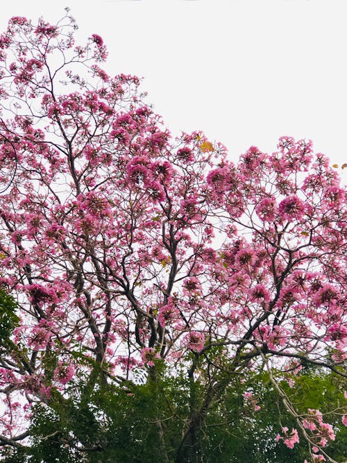 คลังภาพถ่ายฟรี ของ ดอกไม้, ต้นไม้ดอก, สีชมพู