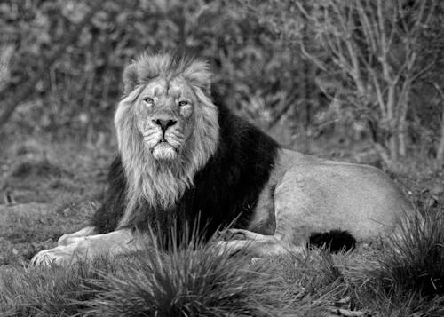 Black and White Photo of a Lion