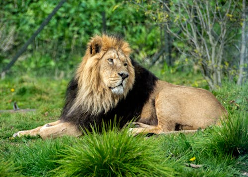 Free Big Lion Lying on Grassland Stock Photo