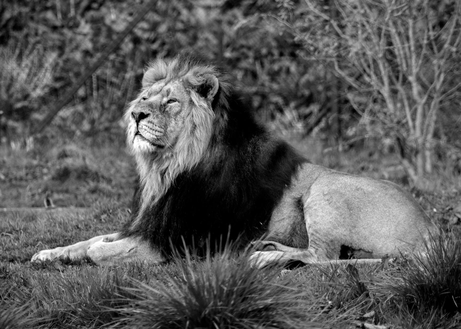 Portrait of a Lion Lying Down