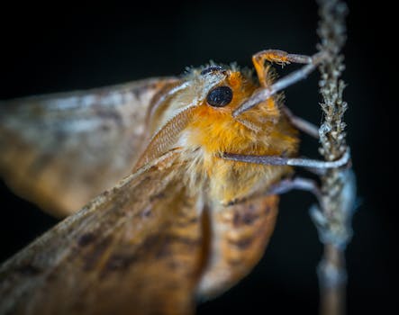 Unfold Your Wings of Resilience