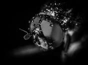 黑白微距镜头下的苍蝇眼睛特写，上面有露珠