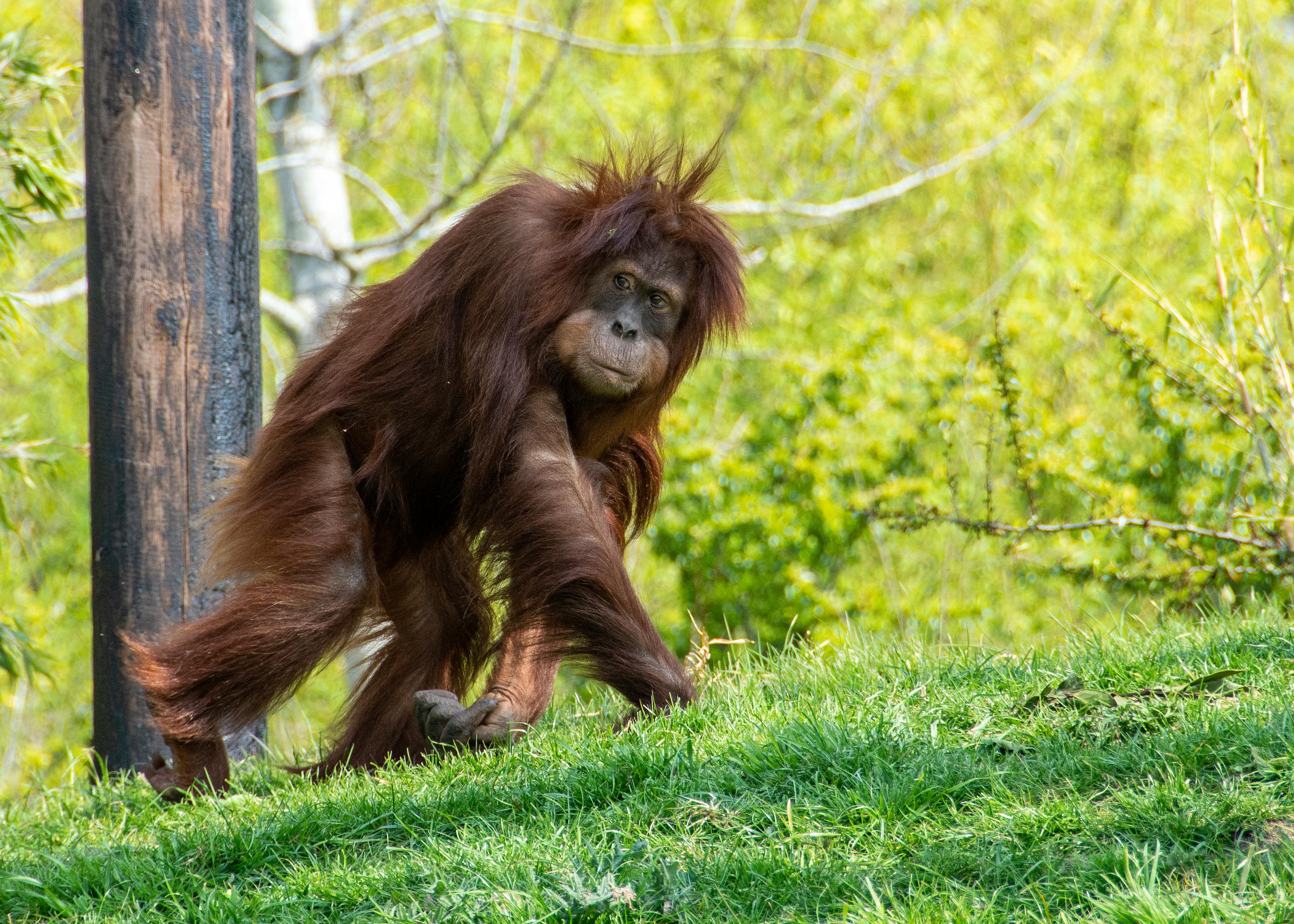 bondo ape walking upright