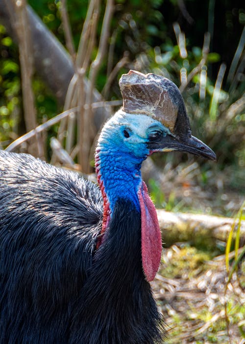 Close Up Photo of a Southern Cassowary Bird