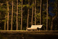 Brown Wooden Slatted Bench Near Brown Tree Trunk