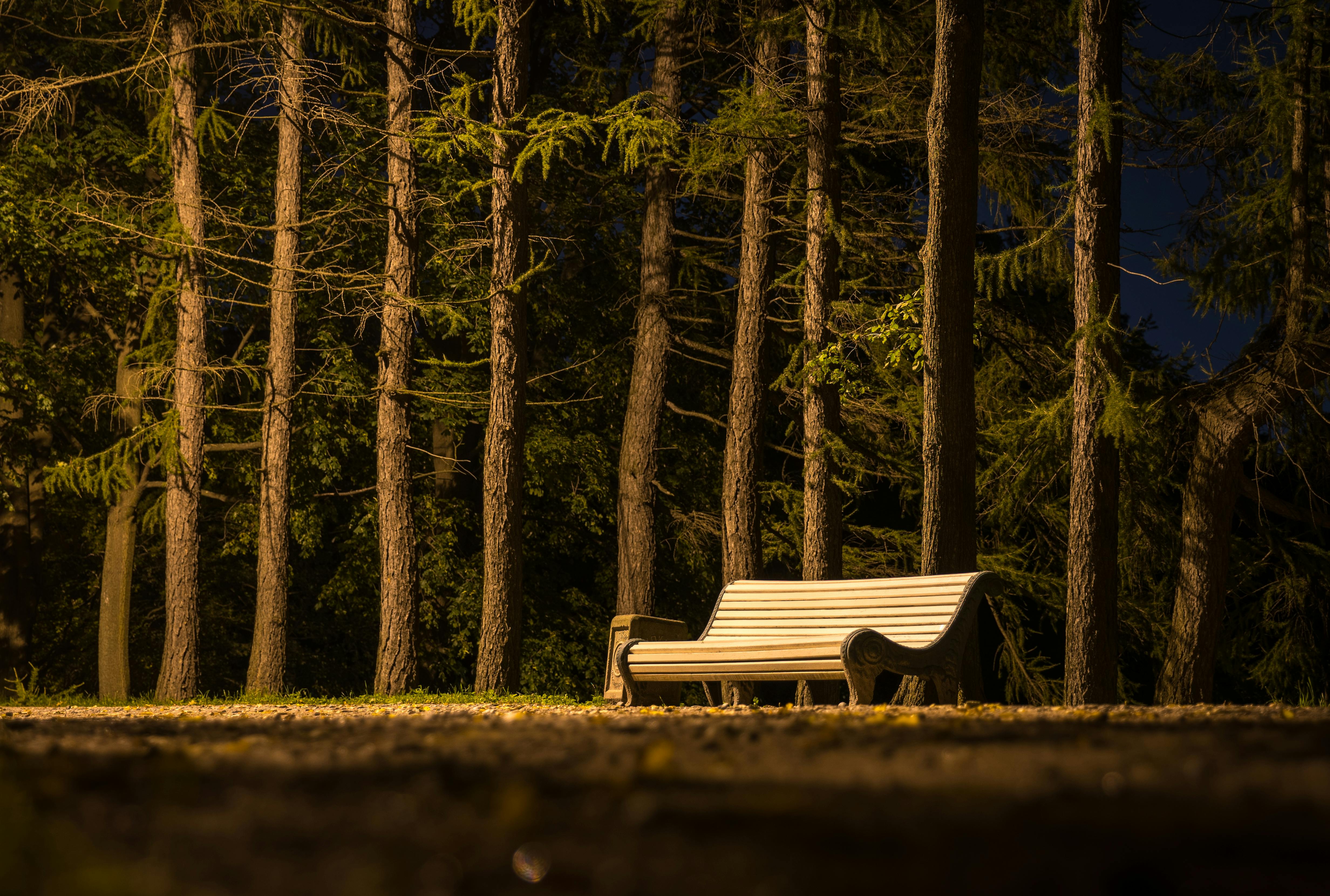 Brown Wooden Slatted Bench Near Brown Tree Trunk · Free Stock Photo