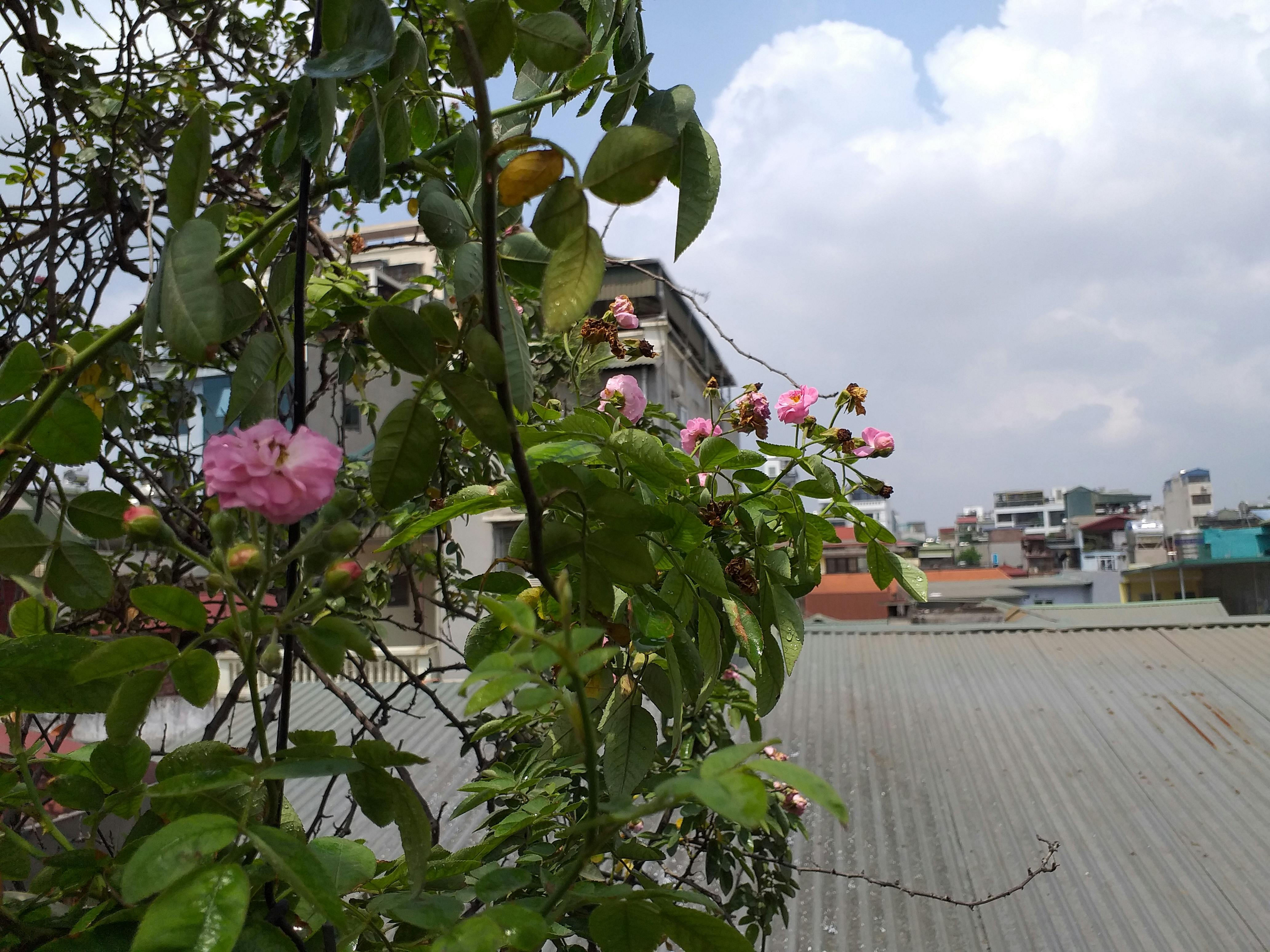 Tigela fumegante de ramen de Sapporo