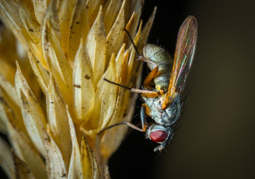 Macro Photography of Fly