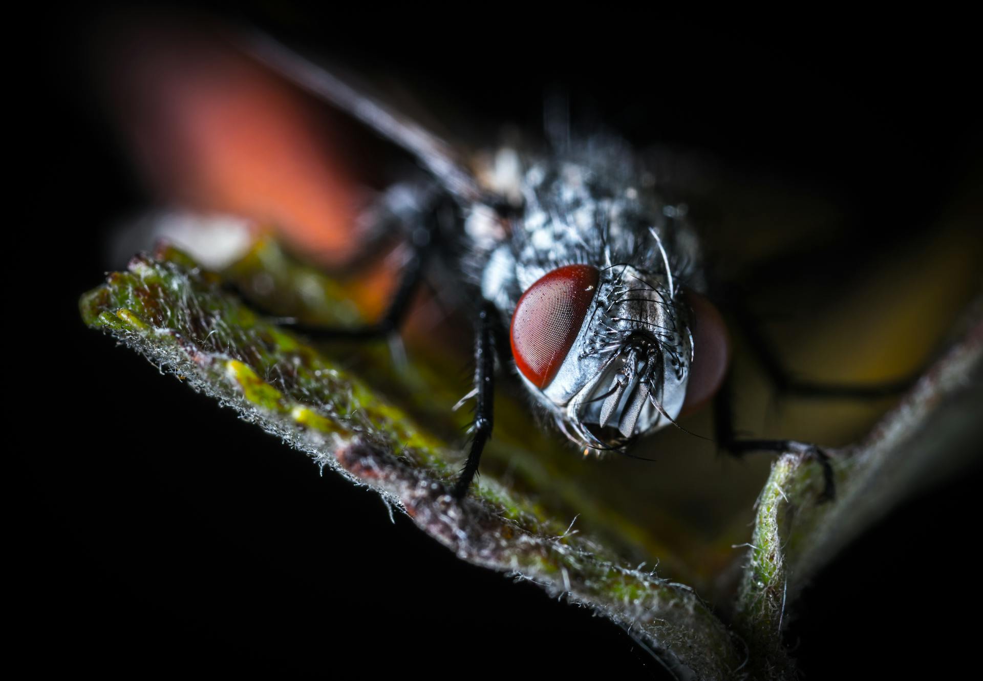 Close-up of a fly resting on a leaf, showcasing detailed features and colors.