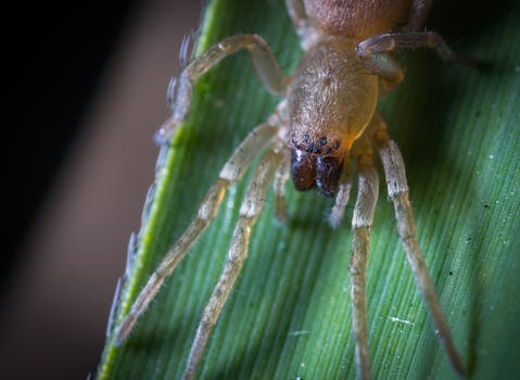 在自然光下，棕色蜘蛛在绿叶上休息的详细宏观照片