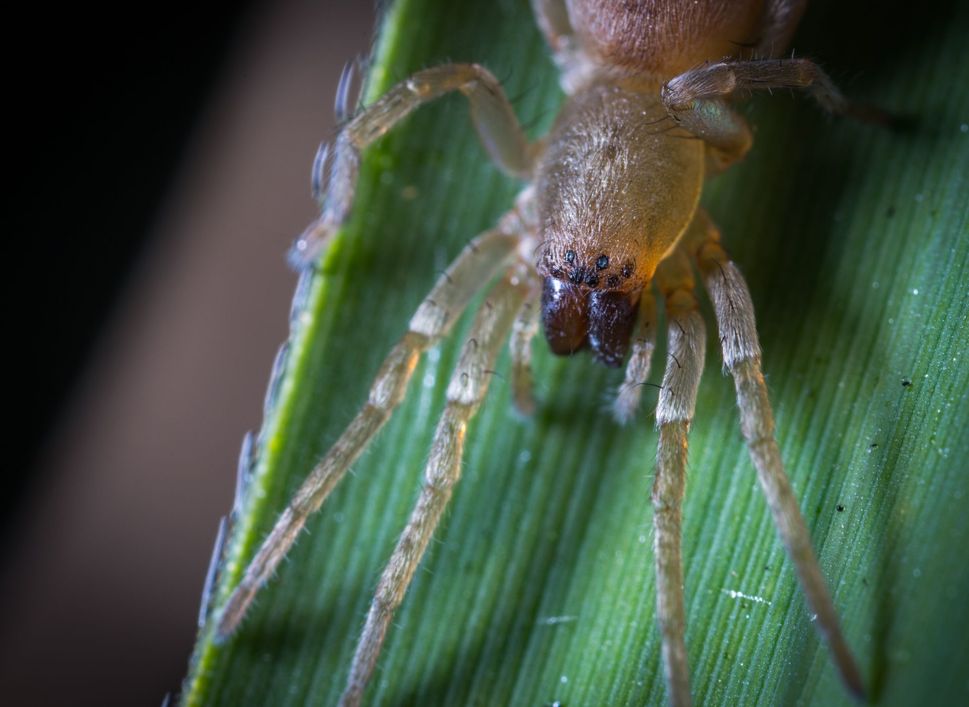 Close-up Photography of Yellow Spider on Green Leaf