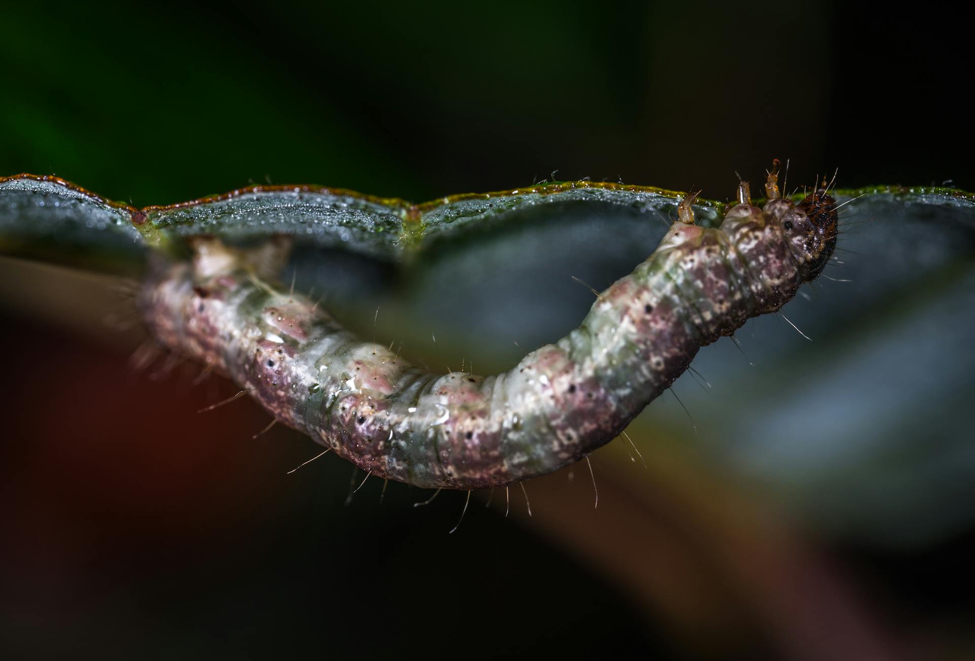 Brown and Green Caterpillar Micro Photography