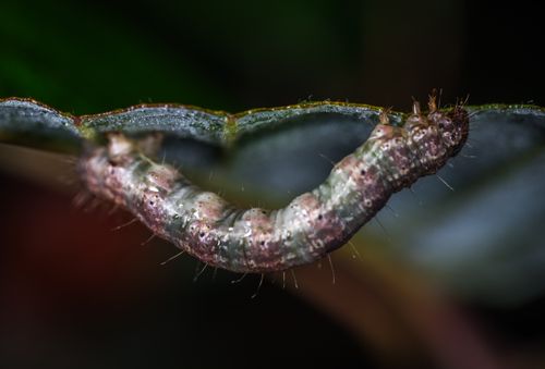 Free Detailed macro image of a caterpillar with visible hairs on a leaf in an outdoor setting. Stock Photo