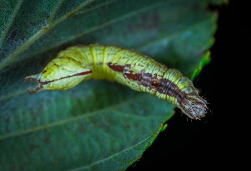 Green Caterpillar on Green Leaf
